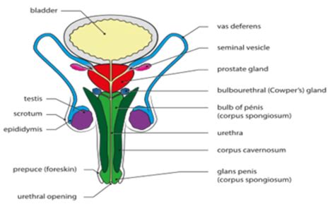 Skene’s Gland: Function, Location, Secretion & Conditions